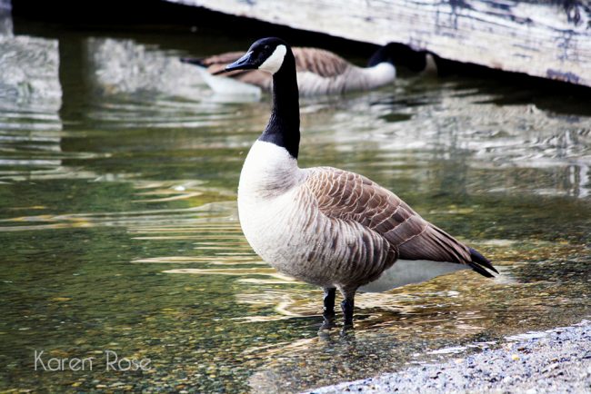 Canada Goose - Cultus Lake