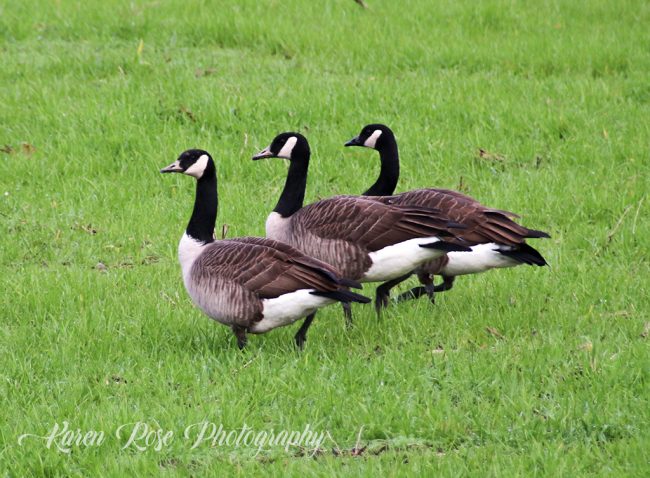 3 Geese a Dancing - Fraser Valley