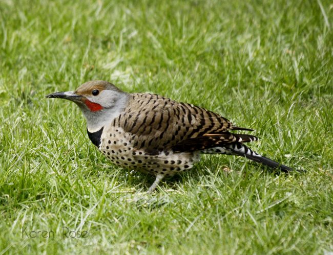 Flicker - Chilliwack