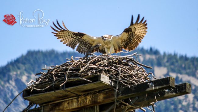 Osprey - Lillooet