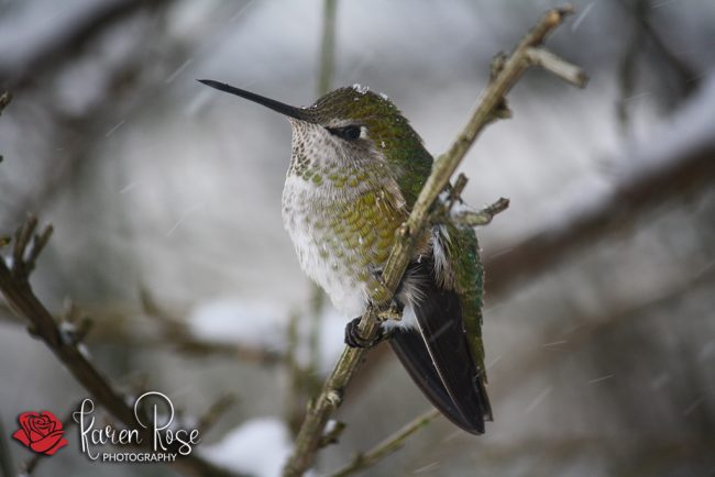 Winter Humming Bird Winter Humming Bird