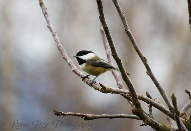 Chickadee