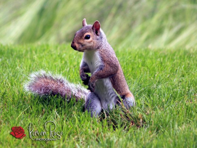 Eastern Grey Squirrel Eastern Grey Squirrel
