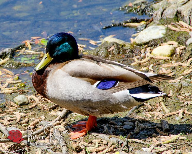 Colorful Male Mallard Duck