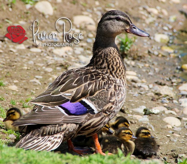 Colorful Female Mallard Duck
