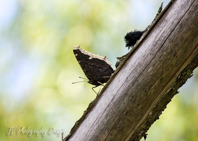 White and Black Moth White and Black Moth