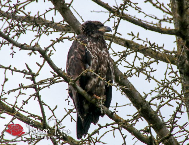Baby Eaglet - Chilliwack