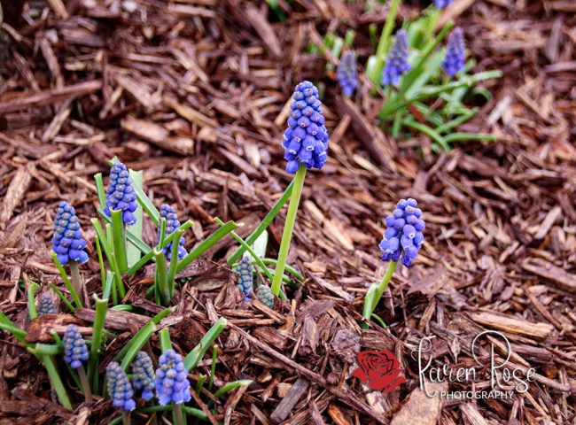 Grape Hyacinth Grape Hyacinth