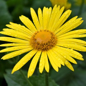 Daisy After The Rain