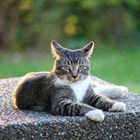 Fonzie The Cat