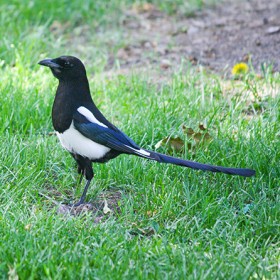 Magpie