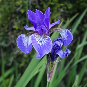 Purple Iris