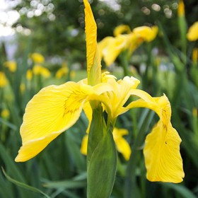 Yellow Iris