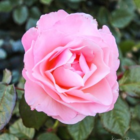 Pink Rose