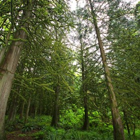 British Columbia Forest