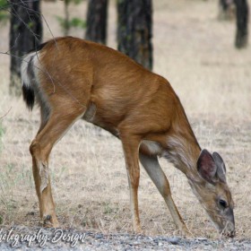 Deer - Lillooet