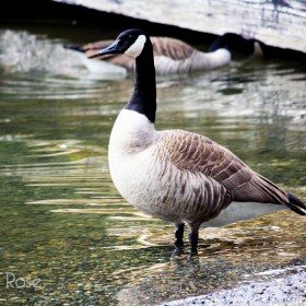 Canada Goose - Cultus Lake