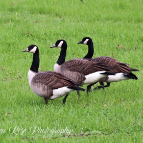 3 Geese a Dancing - Fraser Valley