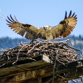 Osprey - Lillooet