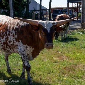 Long Horn Cattle - Sumas WA