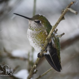 Winter Humming Bird