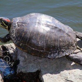 Red Eared Slider Turtle