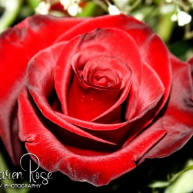 Red Rose