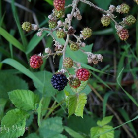 Blackberry Vine