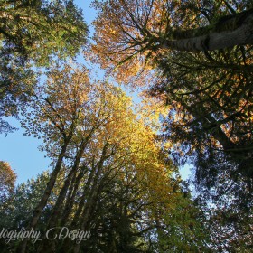 Autumn Trees - Bridal Falls