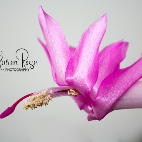 Christmas Cactus