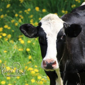 Holstein Cow