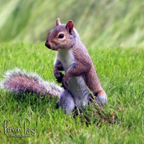Eastern Grey Squirrel