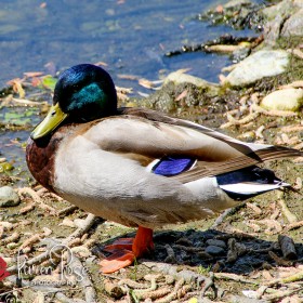 Colorful Male Mallard Duck