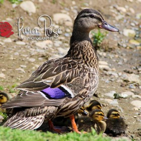 Colorful Female Mallard Duck
