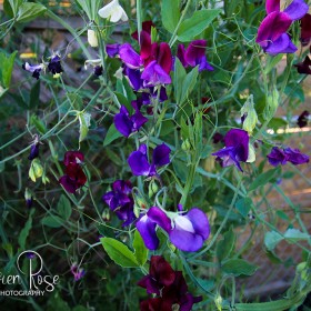 Purple Sweet Peas