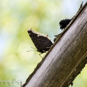 White and Black Moth