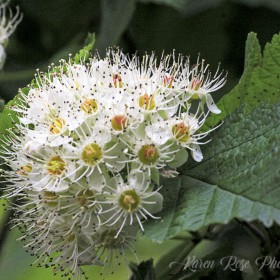 Wild Berry Flowers