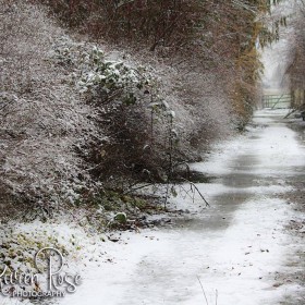 Winter Scene