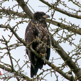 Baby Eaglet - Chilliwack