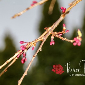 Cherry Blossom