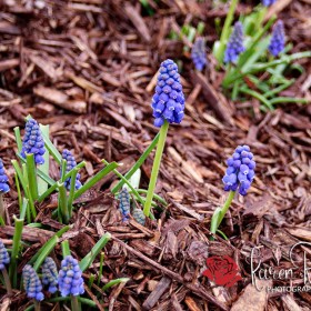 Grape Hyacinth