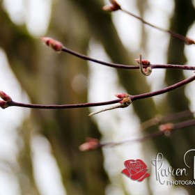 Red Maple Buds