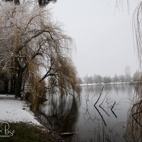Sardis Park - Weeping Willows - Winter 2019